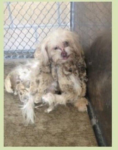 Ziggy barnaktan sahiplenilmeden nce yaam mcadelesi veriyordu