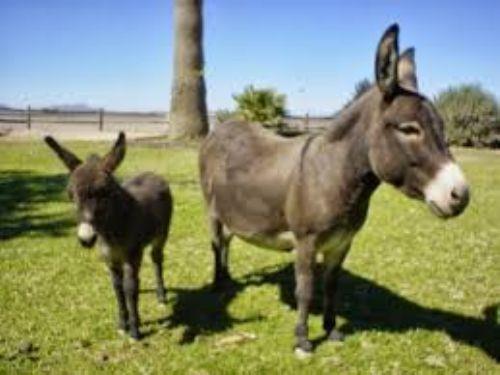 �bn Abbas, 'Res�lullah sallall�hu aleyhi ve sellem, y�z�ne damga vurulmu� bir e�ek g�rd� ve bunu iyi kar��lamad�. Allah'a yemin olsun ki ben, y�z�n en uzak yerinden ba�ka yere damga vurmam' demi�tir. Kendisi, e�e�in kal�alar�na damga vurulmas�n� emretmi�tir. B�ylece hayvanlar�n kal�alar�na damga vuranlar�n ilki olmu�tur. (Sah�h-i M�slim Muhtasar�, II, 2118)