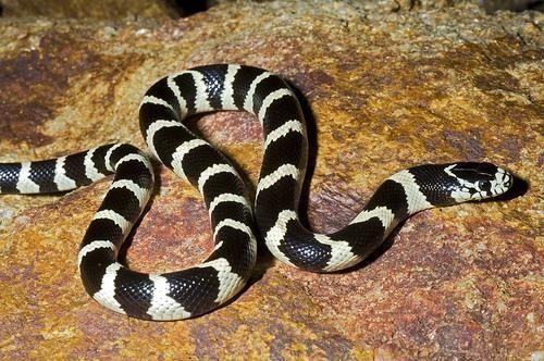 17- Hz. �i�e, 'Res�lullah sallall�hu aleyhi ve sellem, s�rt� iki beyaz �izgili olan y�lan�n �ld�r�lmesini emretti. ��nk� bu cinsler, g�z� k�reltir (dokunur), h�mile kad�na zarar verir' demi�tir. (Sah�h-i M�slim Muhtasar�, II, 2232)