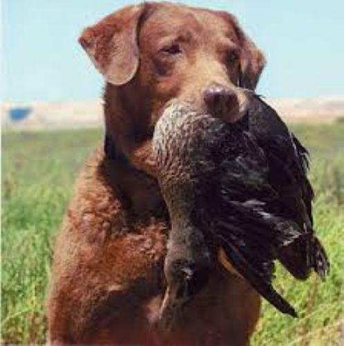 Av K�pe�i �le Avlanma - Adiy b. H�tim, Hz. Peygamber sallall�hu aleyhi ve selleme, 'Ey Allah'�n resul�! E�itilmi� k�pekleri ava sal�yorum, bana av yakal�yorlar, bunlara Besmele �ekiyorum?' dedim. 'E�itilmi� k�pe�ini besmele �ekerek sald���nda yakalad���n� ye' buyurdu. Kendisine, 'E�er k�pekler av� �ld�r�rlerse?' dedim. Efendimiz, 'E�itilmi� k�peklerine ba�ka k�pekler kar��mad��� s�rece �ld�r�rlerse �ld�rs�nler. Sak�ncas� yoktur' buyurdu. 'Ok ile de avlan�yorum, onunla da av� vuruyorum?' dedim. Res�lullah, 'Oku att���nda av� delip ge�erse, av� ye. Ancak geni� taraf� vurmu� ise onu yeme' buyurdu. (Sah�h-i M�slim Muhtasar�, II, 1929) - Eb� Sa'lebe'den yap�lan rivayete g�re, Hz. Peygamber sallall�hu aleyhi ve sellem, 'Okunu att�n, av� bulamad�n ancak daha sonra buldun, e�er kokmam�� ise onu ye' buyurmu�tur. (Sah�h-i M�slim Muhtasar�, II, 1931)Di�er bir rivayette de, '�� g�n sonra bulsan da ye. Ancak koku�mu� ise b�rak' �eklinde ayr�nt� vard�r.