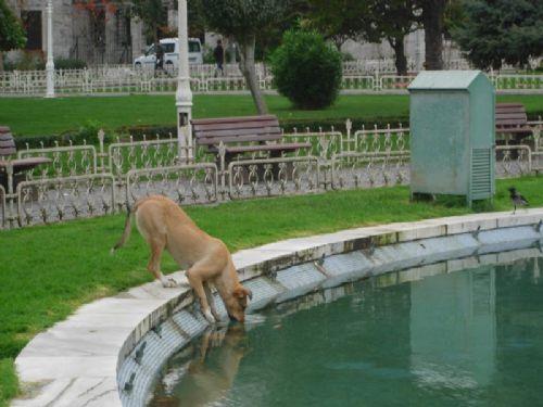 Eb� H�reyre'den yap�lan rivayete g�re, Res�lullah sall�hu aleyhi ve sellem ��yle buyurmu�tur: 'Bir k�pek, kuyu ba��nda susuzluktan �lecek h�le gelmi� k�vran�rken, �srailo�ullar�'dan k�t� bir kad�n (fahi�e) onu g�rdu ayakkab�s�n� ��kar�p su doldurarak o k�pe�i sulad�, bu y�zden ma�firet olunup ba���land�.' (Sah�h-i Miislim Muhtasar�, II, 2245) Y�ce Allah'�n yaratt���, ister canl� ister cans�z olsun onu varatan�n, yaratmadaki hikmeti dikkate al�nmal�d�r. K���c�k bir kar�ncadan ba�layarak ve �zellikle de her canl�ya iyi davran�lmal�d�r. Allah?�n r�zas�n�n akla gelmeyen basit �eylerde de bulunabilece�ini ��nutma mak gerekir. �sl�m'�n b�y�k g�nahlardan sayd��� fuh�a d��n���> kad�n�n, zavall� bir k�pe�in hel�kine yol a�acak derecedeki siimii �unu gidermesi sebebiyle ba���lanmas�, ibret al�nmas� gereken olayd�r. Bu kad�n�n k�pe�i sulad��� s�rada h�l� fuhu� yapmaya devam edip etmedi�i hadiste bildirilmemektedir. Belki kad�n yapt��� jmh lara son vermi� ve tevbe etmi� de olabilir. K�pe�e kar�� bu dav rai ba���lanmas�na sebep olmu� olabilir. Ayr�ca Cen�b-� Z�lcel�l hazretleri, hi�bir canl�y� da cans�z� da bo�una yaratmam��t�r. Hepsi kendi bir hikmete dayan�r. O s�rr�n ve hikmetin bilinmesi zordur. Yar.tl n�n s�rr�n� ancak ve ancak onu yaratan�n bildi�ini ve bunun s�rr�n kendisinde gizli oldu�unu bilmek insano�luna yeterlidir. Ne Y�ce Yarat�c�ya ne de O'nun Peygamberine haddimizi a�arak soru soramay�z. Bildirilenle yetinmek zorunday�z... 'S�nnetin Bah�esinden Yedi Y�z Hadis' Kitab�ndan A