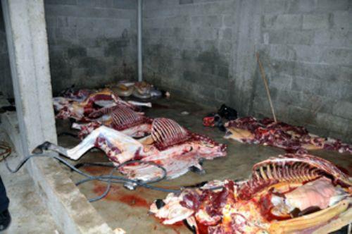 - Seleme b. Ekva'dan yap�lan rivayete g�re, Hz. Peygamber sallall�hu aleyhi ve sellem, Hayber Gazvesi d�n���nde kaynayan tencereleri g�rd� ve 'Bu ate�ler de neyin nesi?' diye sordu. 'Evcil e�ek eti' denilince 'Tencereleri d�k�n�z, k�r�n�z veya y�kay�n�z' buyurdu. (Sah�h-i M�slim Muhtasar�, II, 1802) NOT: ��nk� dinimizde d�rt ayakl� hayvanlar�n sadece gevi� getirenleri yenilmekte, bu da Kur'�n da i�aret edilmi� bulunmaktad�r. Ayr�ca tek t�rnakl� hayvanlar� ve gevi� getirmeyen hayvanlar� yemek yasakt�r...