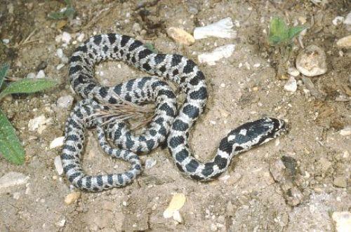 18- �bn �mer, Res�lullah sallall�hu aleyhi ve sellemi k�peklerin �ld�r�lmesini emrederken i�ittim. ��yle buyuruyordu: 'Y�lanlar� ve k�pekleri �ld�r�n�z. �zellikle s�rt� iki beyaz �izgili ve k�sa kuyruklu olan�n� �ld�r�n�z. Zira bu iki k�s�m g�z� k�-reltir (dokunur), h�mile kad�na �ocu�unu d���rt�r.' (Sah�h-i M�slim Muhtasar�, II, 2233) 19- Abdullah b. Mes'�d ��yle demi�tir: Hz. Peygamber sallall�hu aleyhi ve sellem ile birlikte (Mina'da) bir ma�arada iken 'M�rsel�t s�resi' inmi�ti. Biz, kendisinin a�z�ndan bu s�reyi s�ca�� s�ca��na al�yorduk. Derken kar��m�za bir y�lan ��kt�. Hz. Peygamber, 'Bunu �ld�r�n!' buyurdu. Hemen �zerine at�ld�k, ama y�lan ka��p gitti. Bunun �zerine Res�lullah, 'Allah, sizi onun �errinden korudu�u gibi onu da sizin �errinizden korudu' buyurdu. (Sah�h-i M�slim Muhtasar�, II, 2234)