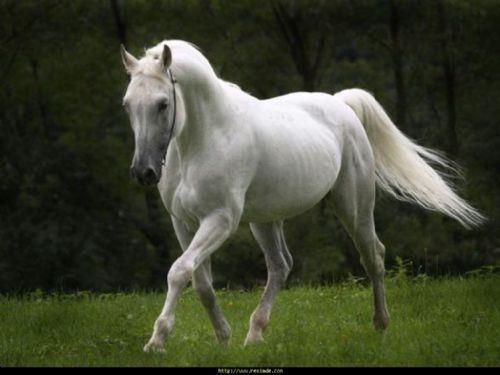 - C�bir b. Abdullah'�n bildirdi�ine g�re, Res�lullah sallall�hu aleyhi ve sellem: Hayber Gazvesi'nde evcil e�ek etlerini yasaklam��, at etlerine m�saade etmi�tir. (Sah�h-i M�slim Muhtasar�, II, 1941) - Esm� bint Eb� Bekir, 'Res�lullah sallall�hu aleyhi sellem d�neminde at kesip etini yemi�tik' demi�tir. (Sah�h-i M�slim Muhtasar�, II, 1942) Asl�nda at eti yemek haram de�ildir. Ancak �mam M�lik, In�antfl Az�m Eb� Han�fe ve Evz��, mekruh oldu�u g�r���ndedirler. Delilleri ise Eb� D�v�d'un rivayet etti�i at etinin yasakland���n� bildiren hadistir. ('Et'ime', 26). Ancak bu hadisin s�hhat bak�m�ndan kuvuvvetli olmamas�, s�hhati kuvvetli olan hadislerde at etinin hel�l oldu�unun bildirilmesi, Eb� D�v�d hadisi ile amel edilmesine engel te�kil etmi�tir. Bu sebele at etinin kesin haram olmas� ��phe g�t�rece�inden yukar�daki �limler at etine haram demeyip mekruh demi�lerdir. Ancak Nahl s�resinin 5. �yetinde, havanlar�n insanlar i�in yarat�ld���, bunlardan yararlan�ld���, bir k�sm�n�n ise yenildi�i belirtildik sonra, 'At, kat�r ve e�ekleri binmemiz ve s�slenmemiz i�in yaratt�...' buyurulmakla at, kat�r ve e�eklerden s�z ederken, bunlar�n nilmelerine i�aret edilmemi�, y�k ta��mac�l���nda kullan�laca�� bildirilmi�tir. Bu sebeple at etinin yenilmesi tart��mal� kalm��t�r.