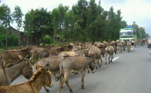 Hergele : Denilir ki binek olmaya ya da yk tamaya altrlmam eek veya at srs. Anlamn bilince hergelelik yapmak daha gzel geliyor kulaa. Bo bo bir ie yaramadan gezip durmak.