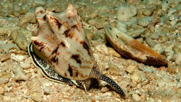 Gzel ama lmcl - Gney Pasifik'deki Koni Salyangozu zehirli zpkn ile vurduunda insan bile ldrebiliyor. Conotoxins olarak adlandrlan zehri kronik arlarn giderilmesinde ve zellikle kanser tedavisi grenlerin arlarn hafifletmede kullanlyor. Bamllk riski de morfinden daha dk.