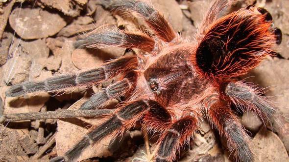 Kalbe iyi geliyor - Bu krmz tyl ili tarantulasnn zehiri, kalp ritmi bozukluklarnn tedavisinde kullanlan peptit ieriyor. Bu trn yakn akrabas muz rmceinin bir sr ocuk ya da yallarda lme neden olabilirken, ierdii zehir viagra gibi cinsel gc artran doal bir madde ieriyor.