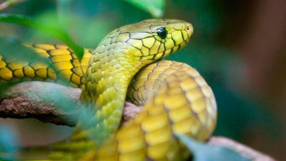 Alzheimer sr - Yeil mamba ylan srdnda kurbannda adale kramplarna ve solunum felcine neden oluyor. Ancak bu trn salgsndan kan Dendrotoxinsinin ihtiva ettii Asetilkolin belki de Alzheimer hastalnn tedavisinde kullanlmasna yardmc olacak. (Deutsche Welle Trke)