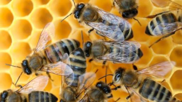 Romatizmann ilac - Ar zehri Romatoid Artrit, sinir sistemi iltihaplanmalar ve arlara kar  protein bileeni ieriyor. Aslnda bir bcek olan spanyol sineinin zehrinde Cantharidin adl aktif bir bileen var. Madde, cinsel gc artryor, bbrek ve mesane rahatszlklarnn tedavisine yardmc oluyor.