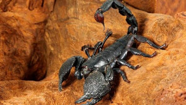 Tehlikeli ama ifal - Akrep sokmalar ok ac verici hatta lmcl olabiliyor. Ancak iinde bulunan zehir ayn zamanda etkili bir ar kesici. te yandan by-pass ameliyat sonras damarlarn tkanmasn nlyor. Akrep zehri, kontrast maddeyle kartrlp vcuda verildiinde tmr hcrelerini daha grnr klyor.