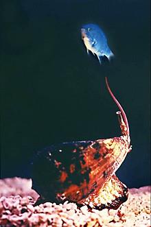 Bu renkli kabuun ierisindeki lmcl ineden gelen birka damla, nce sinirlerinize ksa devre yaptryor, ilk hissettiiniz ac yerini hissizlie brakyor. Ksa bir an sonra bu rahatlama btn vcuda yaylan bir felce dnyor ve... kalbiniz atmay brakyor. Grdnz gibi, bu ufack canlnn zehri, 4 dakikadan ksa srede sizi ldrebiliyor...