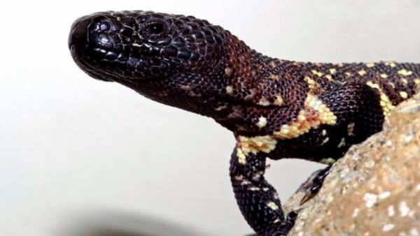 Tkr diyabete iyi geliyor - Kuzey Amerika'da yaayan Gila canavar adl kertenkele zehir tkryor. Ylanlar gibi dileri olmayan bu trn zehir bezleri alt enesinin arkasnda yer alyor. Olduka zehirli olan tkr Polipeptit Eksendin - 4 ieriyor. Bu protein, diyabetin tedavisinde kullanlyor. Etkin maddesi, insline kyasla daha faydal. Kan ekeri seviyesini daha iyi dengeliyor.