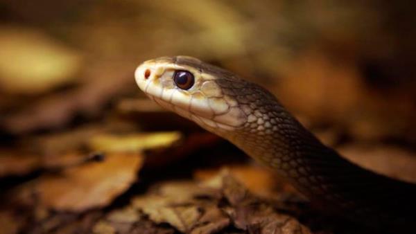 Birka saatte ldryor Avustralya'da bulunan Taipan ylan dnyann en gl zehrine sahip ylan tr. nce fel ediyor ve ardndan birka saat iinde de ldryor. Ancak ayn zehir kronik kalp rahatszlklarnn tedavisinde kullanlyor. Gney Amerika'daki Bothrops ylannn zehrinden de ameliyat yaralarnn abuk iyilemesini salayan ve kan phtlamasn nleyen bir madde elde ediliyor. Ayn zehir, kanser hcrelerinin remesini de yavalatyor.
