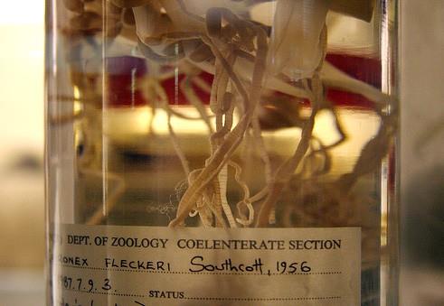 Chironex fleckeri adl bu deniz anasnn dokungalarndaki binlerce mikroskobik ine, istemsizce yava bir srtnmenizle harekete geiyor ve vcudunuza bilinen en gl nrotoksini gnderiyor...