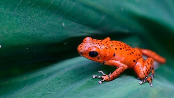 En iyisi pmemek - Ok kurbaasnn derisinde bulunan "Epibatidine" adl nikotin benzeri zehir tansiyonu aniden dryor, kaslarda kramp yapyor. Ancak bu gl zehir ayn zamanda diyabetin tedavisinde kullanlyor. Sz konusu salg, Alzheimer hastalnn tans srasnda tomografi yntemine de yardmc oluyor.
