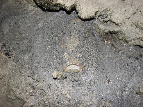 Denizin dibine doru bir seyahat yaptnz, ve tabanda bir ilginlik farkettiniz...