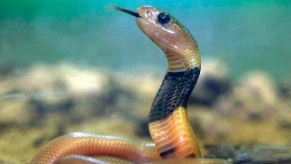 yi zehir - Fotoraftaki bu ien engerek gibi zehirli hayvanlar birok insanda korku uyandryor. Ama uzmanlar, bu hayvanlardaki zehirlerin baz deerli ilalarn hammaddesi olduunu biliyor. Hereyden nce protein bileenleri aratrmalarda kullanlyor. Bu, tp alannda birok yeniliin nn at.