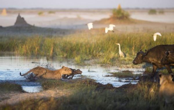 Ama anne bufalo pes etmedi ve yavrusunu korumak iin aslanlarla kanl bir mcdaleye giriti.