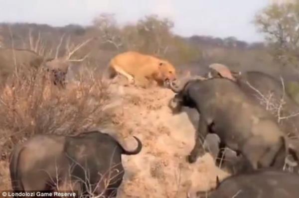 Sonunda aslanlar pes ediyor. Bufalo srs de tek yakaladklar aslan keye sktrarak sry tamamen datmay baaryor.