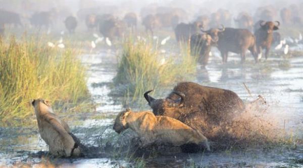 Aslanlar yavru bufaloyu yakalamak iin aniden saldrdlar.