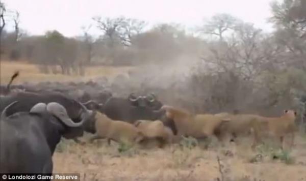 Bufalo ve aslan srs kar karya gelirse ne olur?