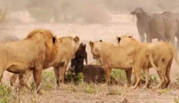 Aslanlar avlarn mideye indirmeye alrken bufalolar intikam iin srlerinin saysn artryor ve aslanlara kar saldrya geiyor..