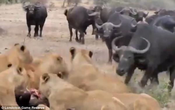 ki sr arasnda karlkl kovalamaca balyor...