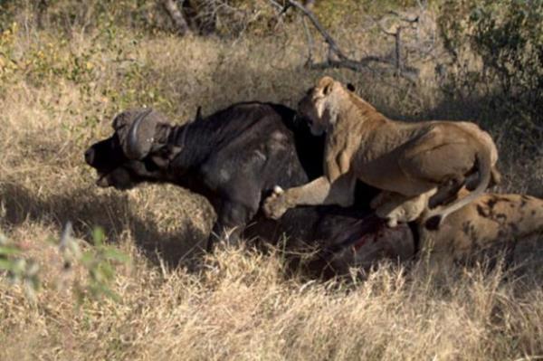 Toplam 6 saat sren bu acmasz savata bufalo kurtulmay baard.