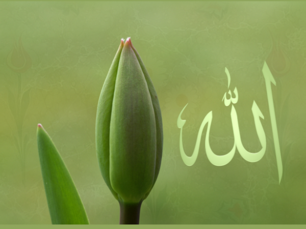 2- hanet eden, halk aldatan tccarlar.