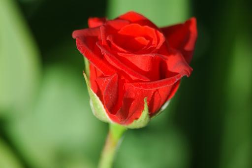 3- Zalim idareciler.