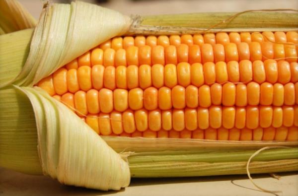 <b>Msr:</b> Lif ve suyla dolu olan msrn orta boyu ihtiyacnz olan C vitamini ihtiyacnn yzde 10'unu karlayabilirsiniz.