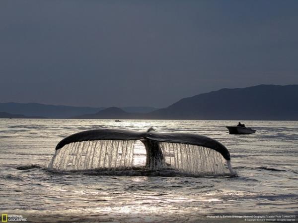 National Geographic arivinden muhteem fotoraflar...