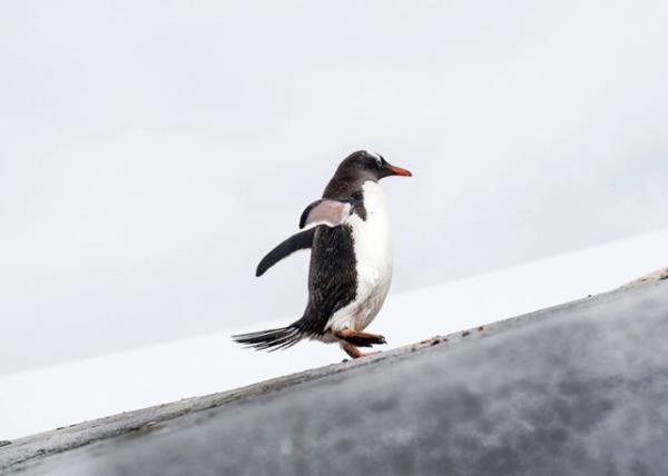 National Geographic arivinden muhteem fotoraflar...