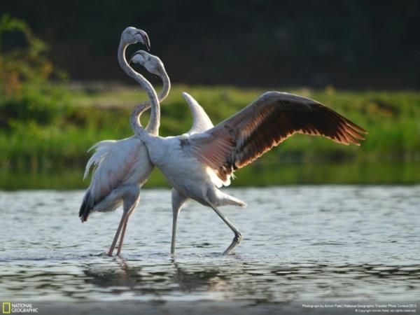 National Geographic arivinden muhteem fotoraflar...