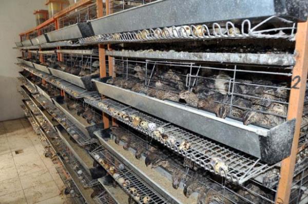 eitli hastalklarn tedavisinde kullanlyor.