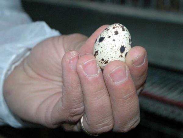 eitli hastalklarn tedavisinde kullanlyor.