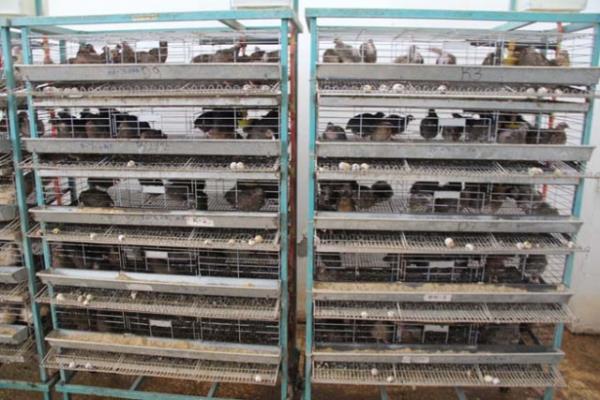 eitli hastalklarn tedavisinde kullanlyor.