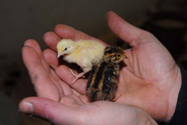 eitli hastalklarn tedavisinde kullanlyor.