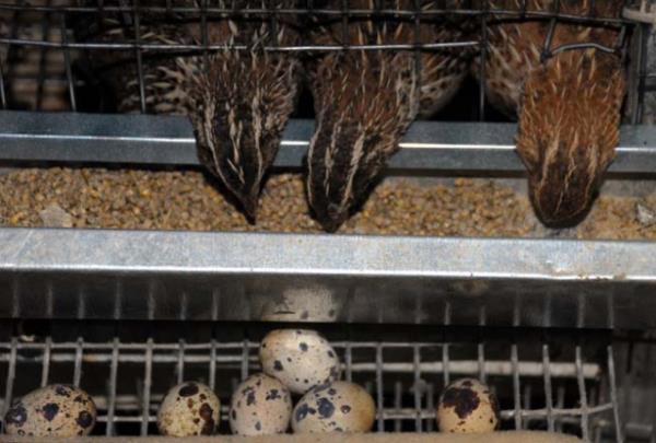 eitli hastalklarn tedavisinde kullanlyor.