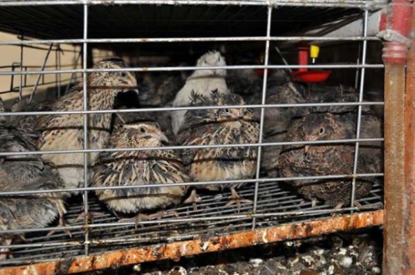 eitli hastalklarn tedavisinde kullanlyor.