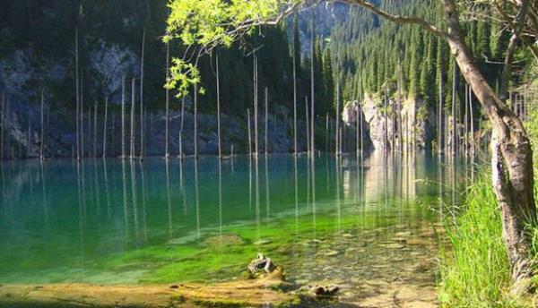 <br><b>SU ALTI ORMANLARI-KAZAKSTAN</b></br>  1911 ylnda gerekleen devasa heyelan gneydou Kazakistan'da bir orman su altna hapsetti. Deniz seviyesinden 2000 metre ykseklikte olan Kaindy Gl'nde su o kadar soukki, aalar donduu iin rmyor.