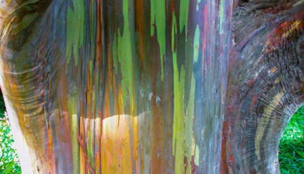 <br><b>GKKUAI AALARI</b></br>  Sahip olduu turuncu, mavi ve bordo kabuklar sayesinde okalipts aalar, "gkkua aalar" olarak da adlandrlyor. Bu aalar bir araya geldiklerinde ise, muhteem bir doa olay oluturuyorlar.