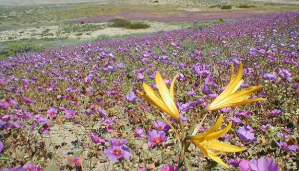 <br><b>EKL L-L</b></br>  Yamurun nadir grld ili'deki Atacam l iekleriyle mehur. Ancak bu iekler sadece Eyll ve Kasm aylarnda grlr.