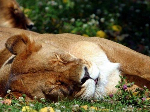 Aslanlar gnde 20 saat uyurlar.