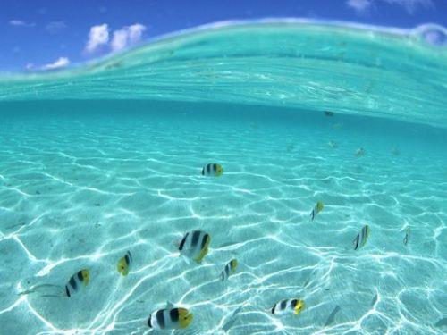 Hawaii'nin resmi balnn ad Humuhumunukunukuapua'a'dr.