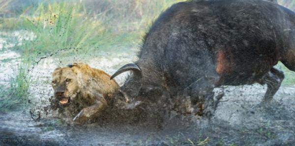 Vahi yaamdan kareler