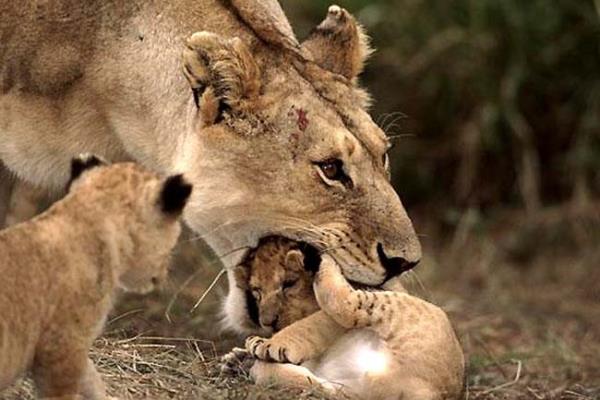 Vahi yaamdan kareler