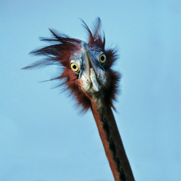 Vahi yaamdan kareler