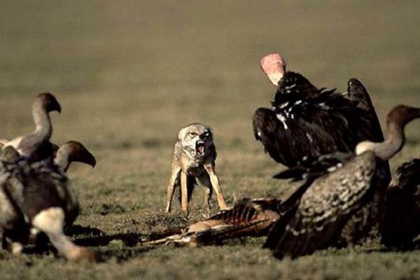 Vahi yaamdan kareler