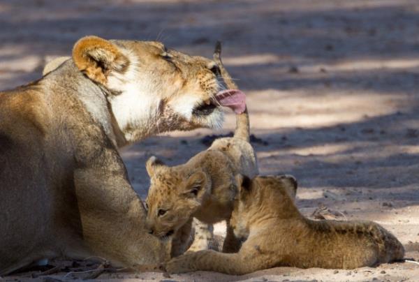 Vahi yaamdan kareler